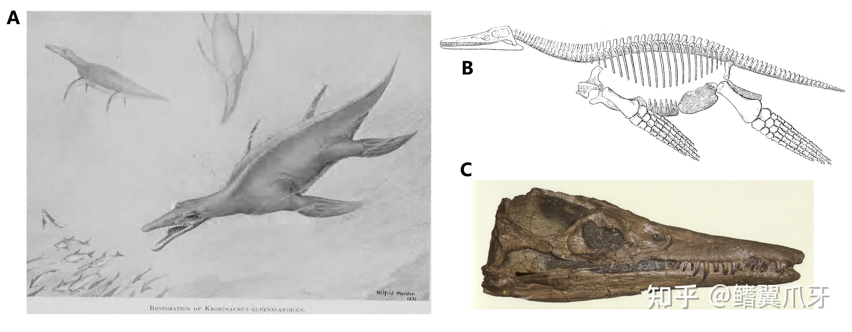 【鳍翼拾遗】你得带个头!| 简析克柔龙头骨重建