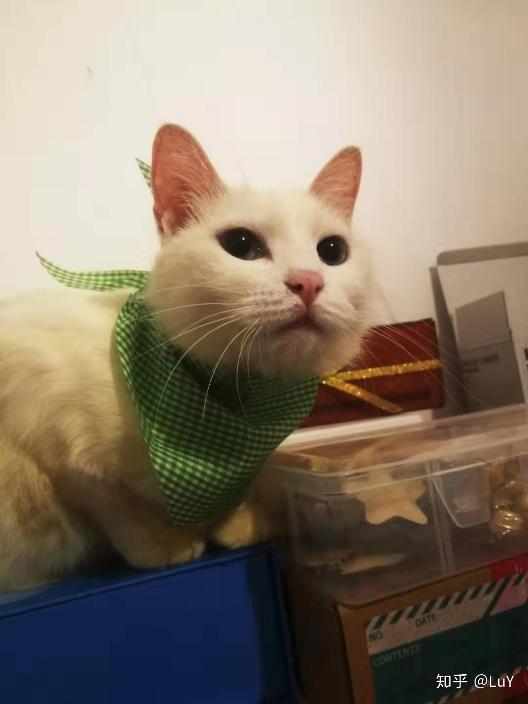 刚出生没多久的小奶猫怎么养?