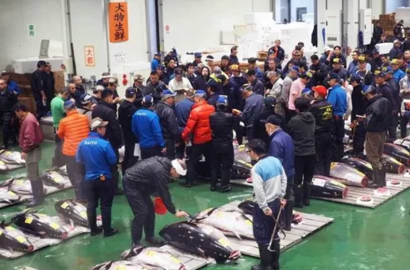 日本深度游 体验豊洲市场的绝佳美食攻略 知乎