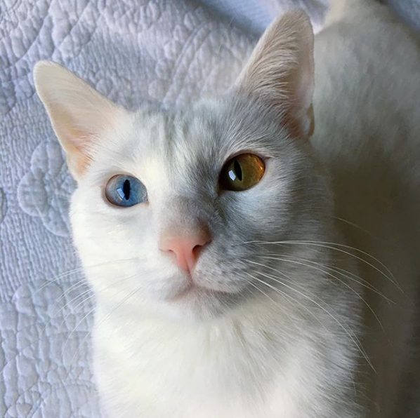 吸猫大会泰国曼尼猫bosworth