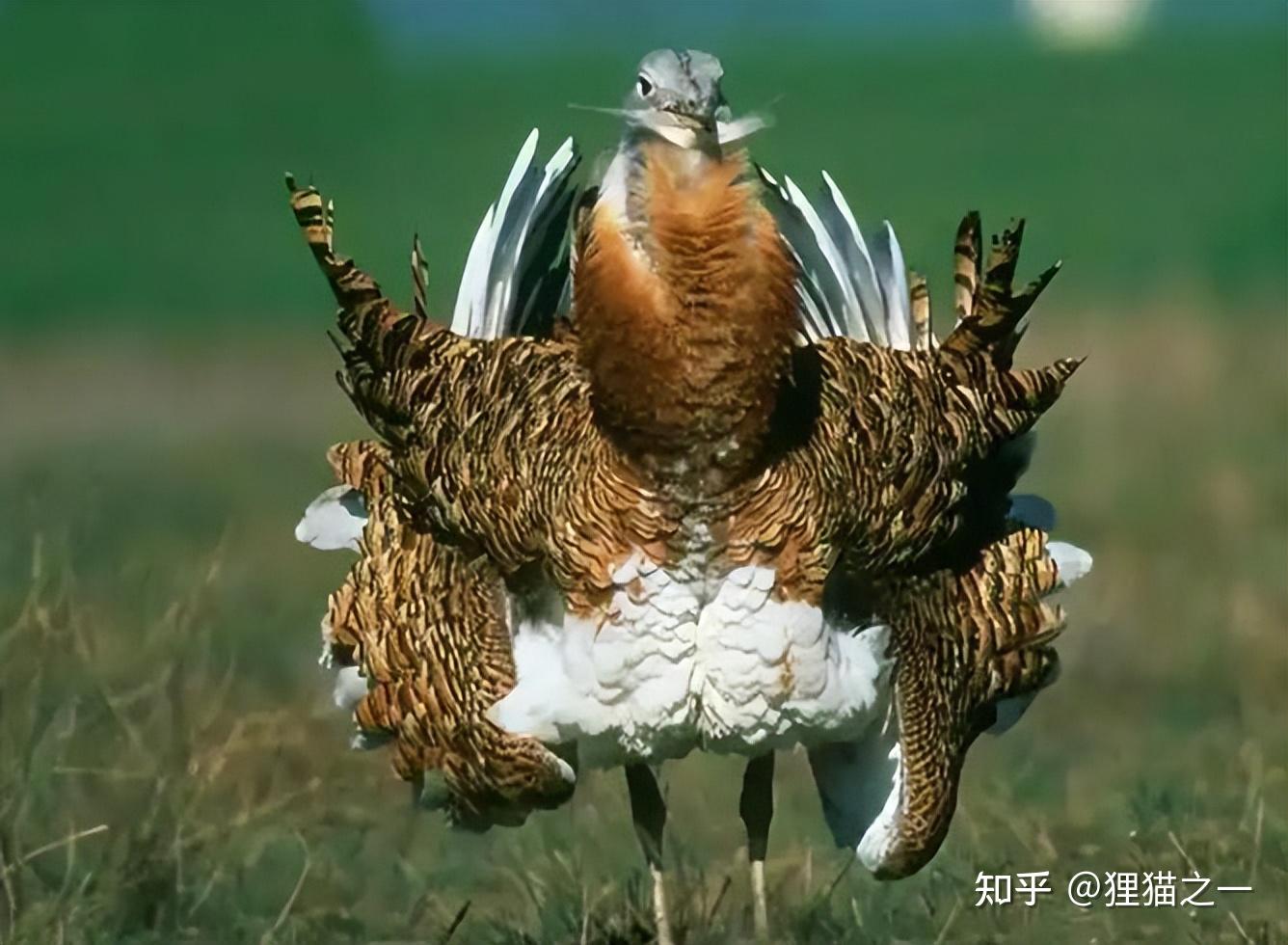 古代青楼的老板娘为何叫“老鸨”?看了鸨鸟怎么交配,才知道原因 - 知乎