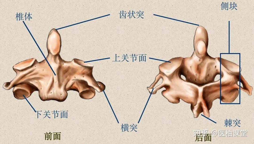 脊柱超详细解剖,高清图文版 - 知乎