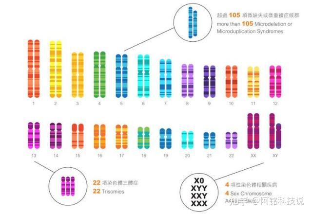 女性x染色质图图片