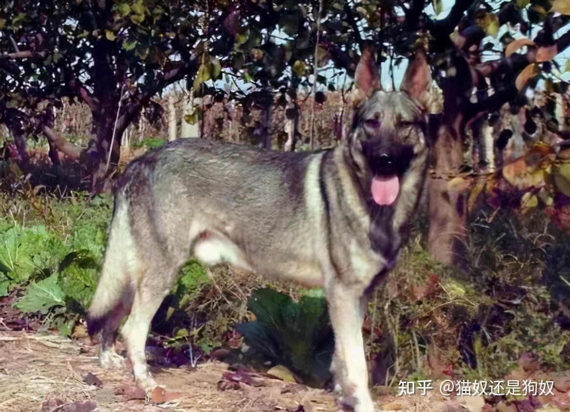 为什么“狼青犬”逐渐退出宠物圈?网友:太难养了 - 知乎