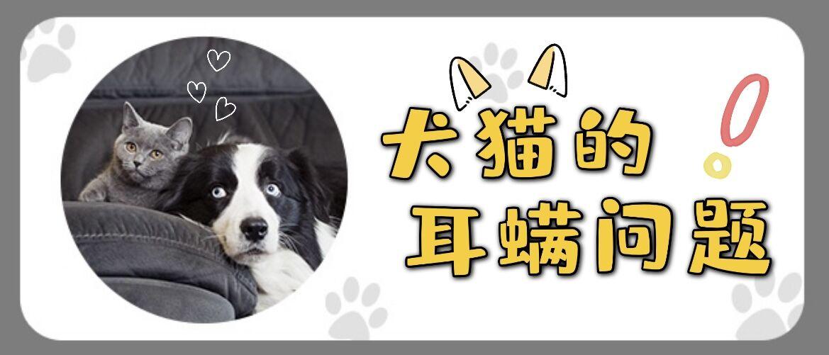 犬猫耳螨是什么 为什么会有耳螨 知乎