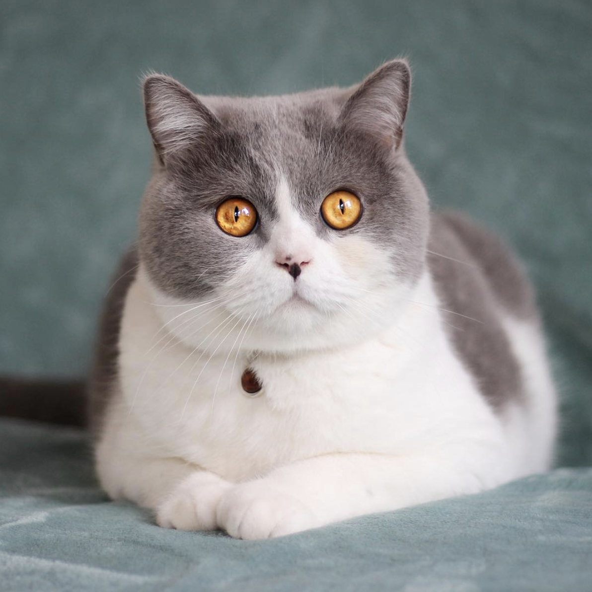 英国短毛猫AMYWORKS,2019年1月6日拍摄于四川|摄影|动物|AMYWORKS赛猫摄影 - 原创作品 - 站酷 (ZCOOL)
