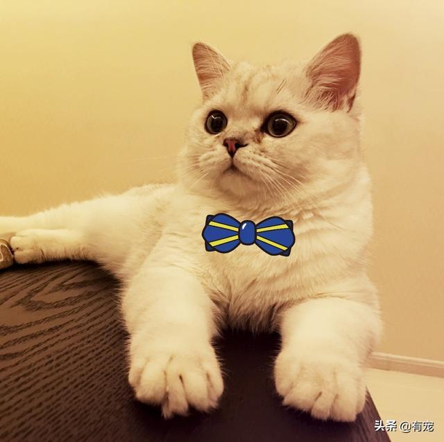 三个月大的小猫怎么看公母?