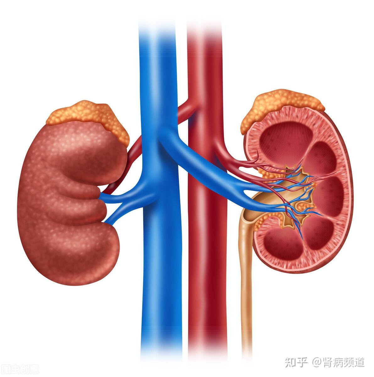 降低腎衰竭風險只降肌酐沒用真正有用的方法是這3點