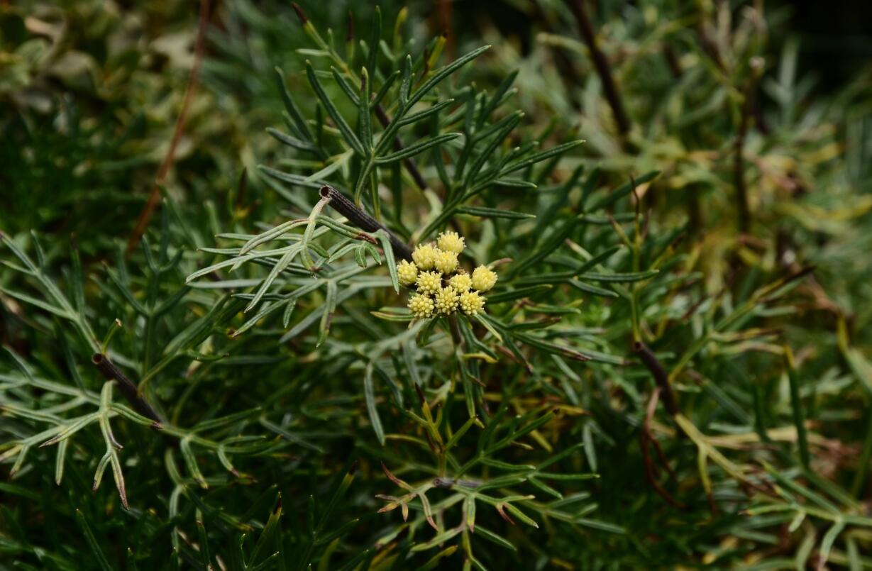 异叶亚菊ajania variifolia太白美花草callianthemum taipaicum野罂粟