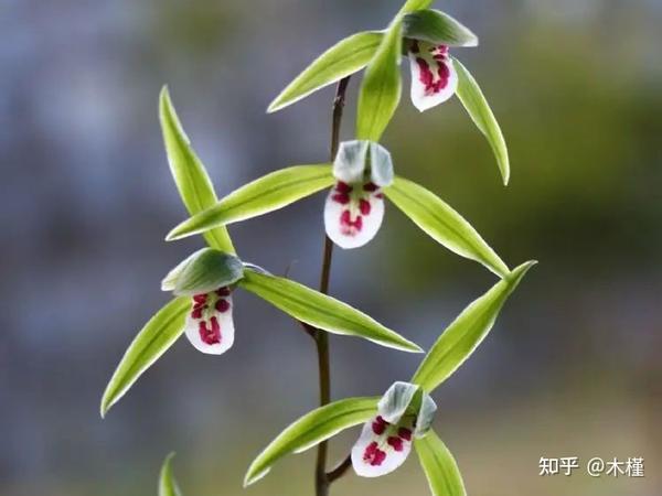 兰花 - 知乎