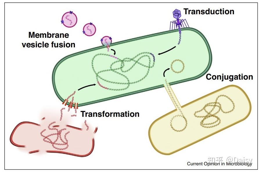 抗生素抗性基因及其肠道内水平转移