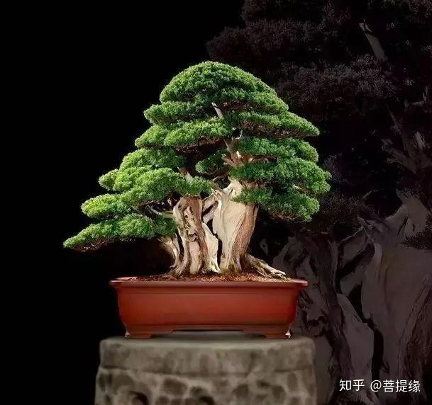 天价!天价!名贵植物排行,令人大开眼界-名贵植物图片