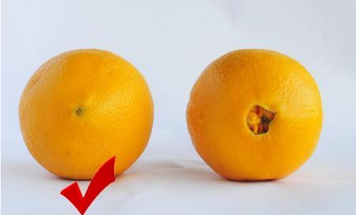 脐橙公母区别图片