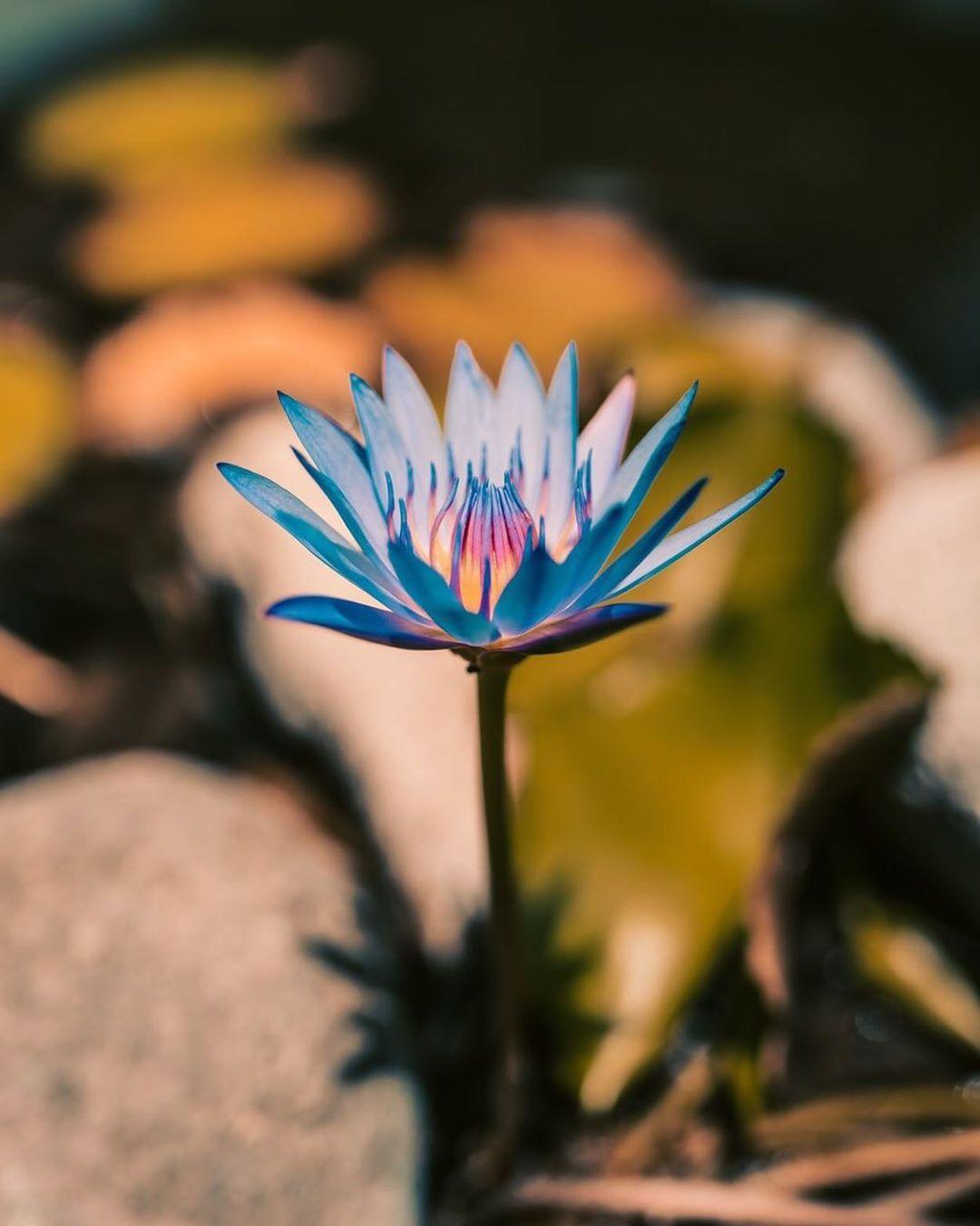 音乐里的花 二 蓝莲花 知乎