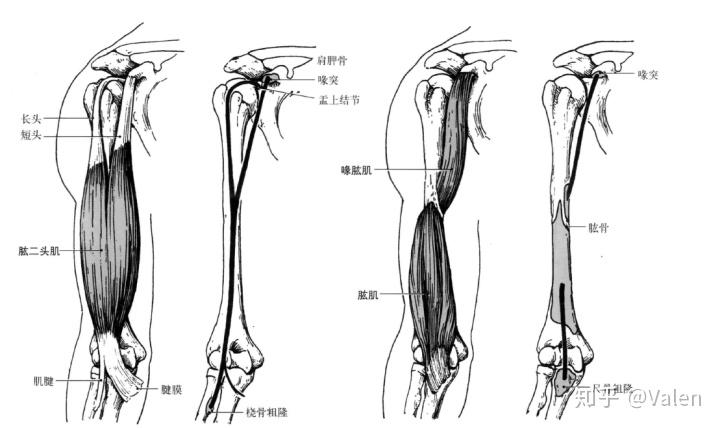 止点:肌腱止于桡骨粗隆,腱膜止于前臂筋膜