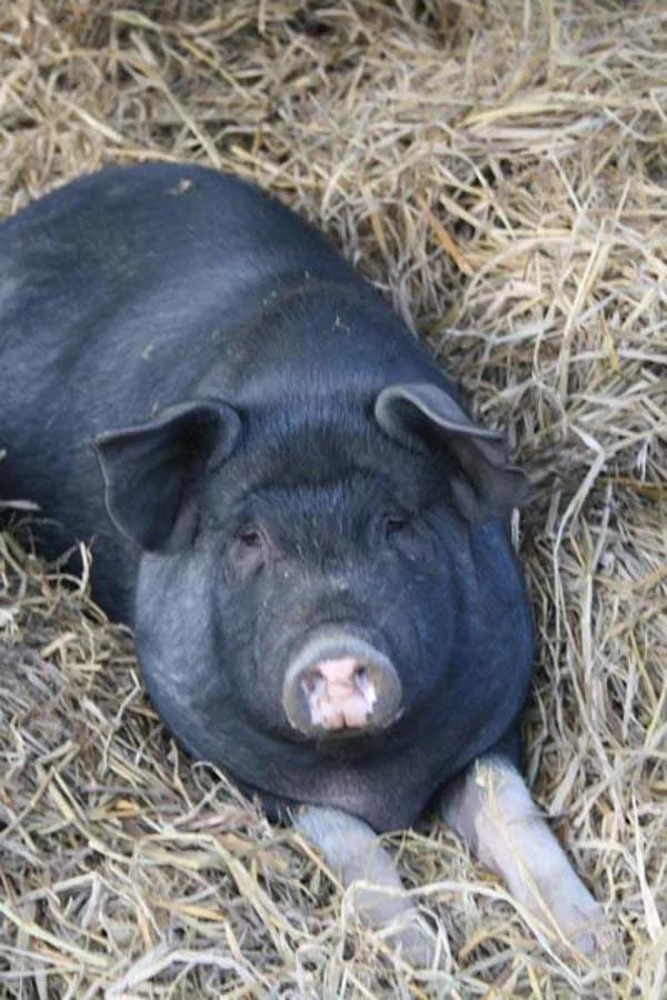 贵州黔香猪进入生产季