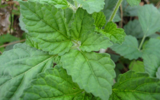 五香草的功效与作用五香草为何不能经常食用