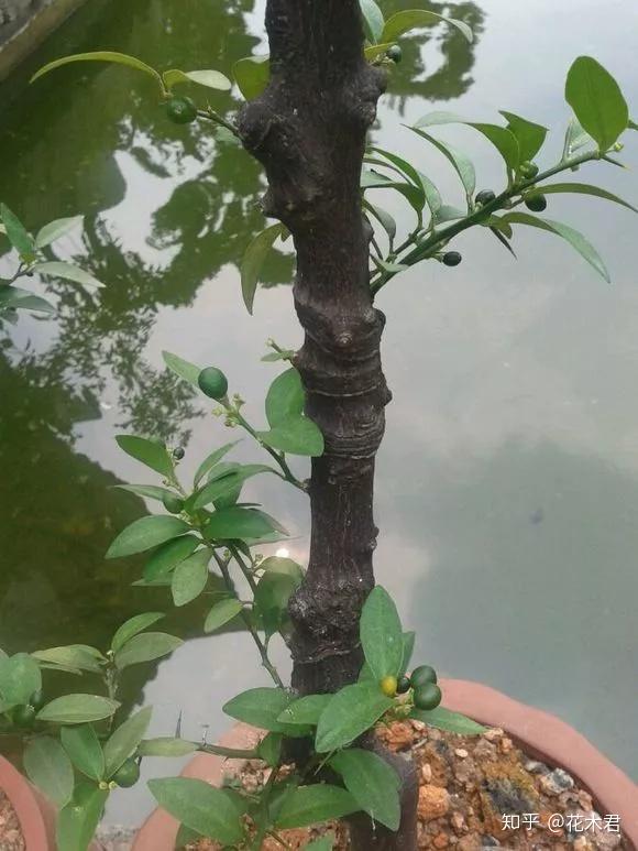 另外还有一种名叫蟠龙桔(也叫蟠龙金橘,蟠龙山桔,崖山龙桔)的灌木