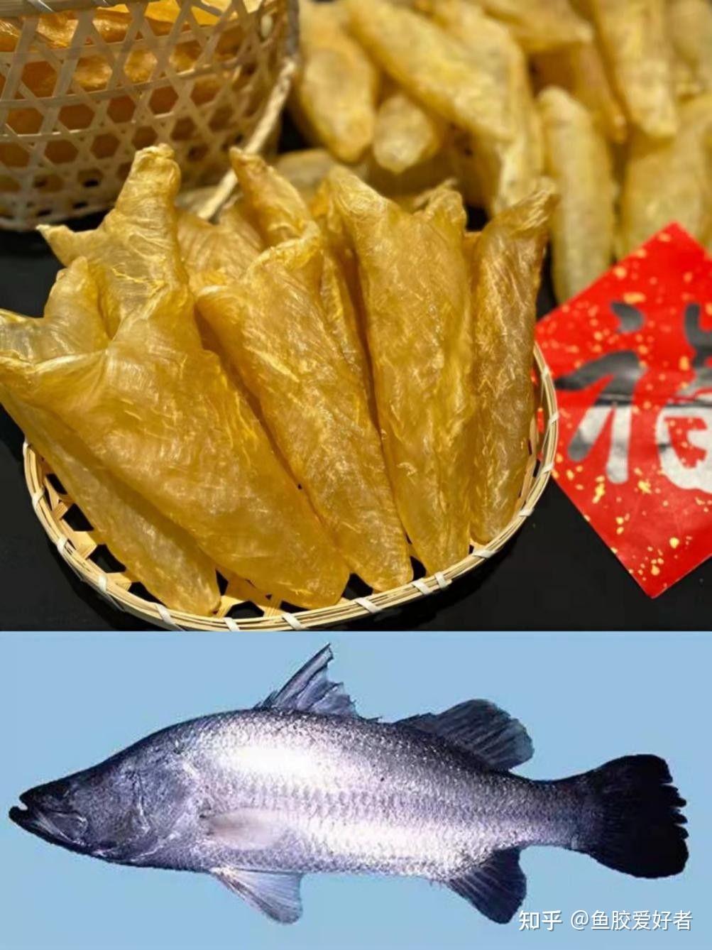 【鱼胶鱼种合集】这些鱼胶都是什么鱼的胶?原来蜘蛛胶的鱼长这样 - 知乎
