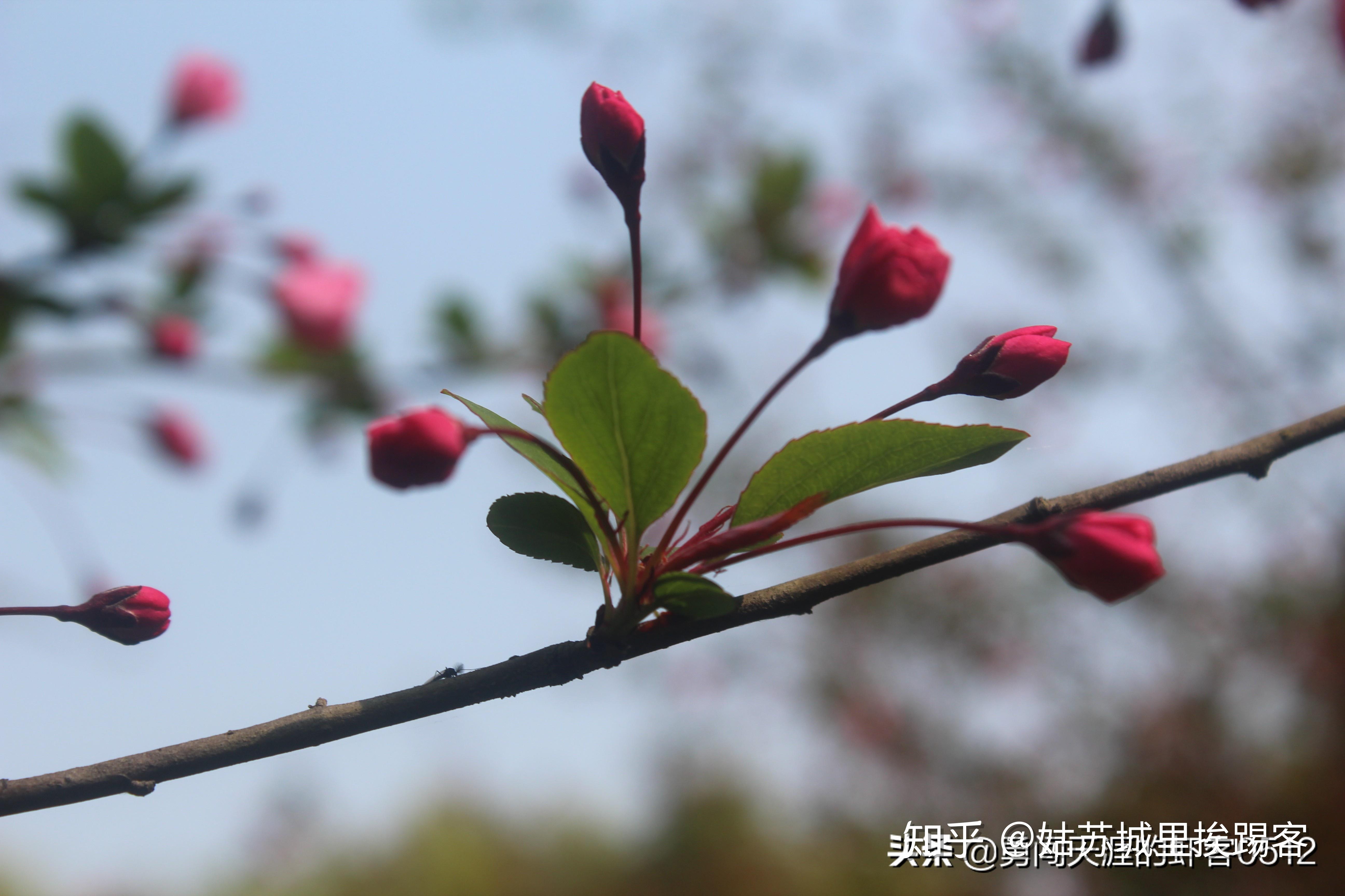 苏州中国花卉植物园海棠花