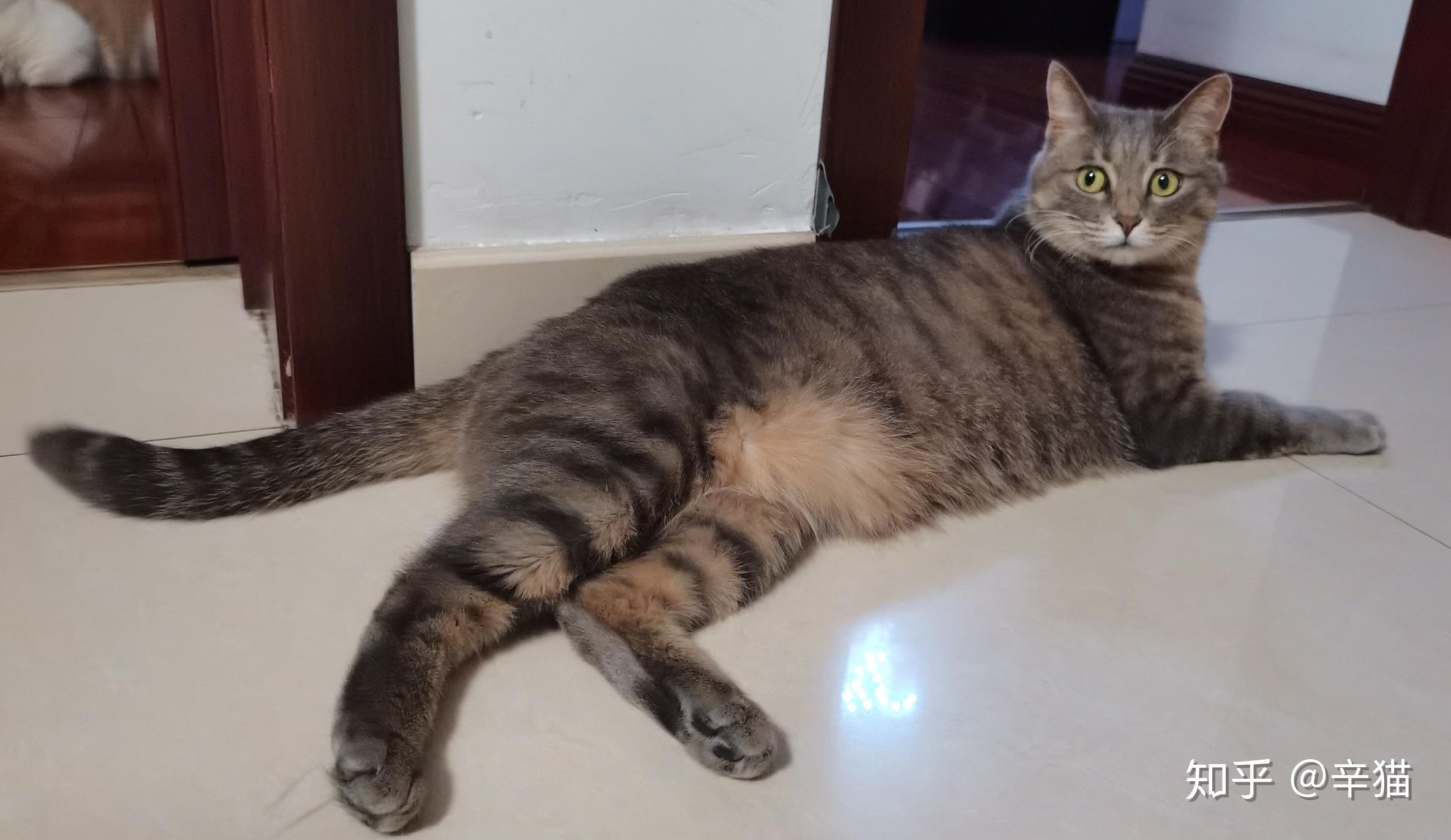 土猫当中什么品种最受大家欢迎? - 知乎