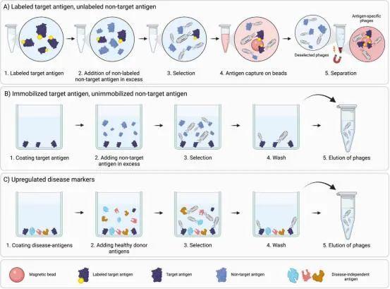 噬菌体展示抗体筛选之筛选策略 - 知乎
