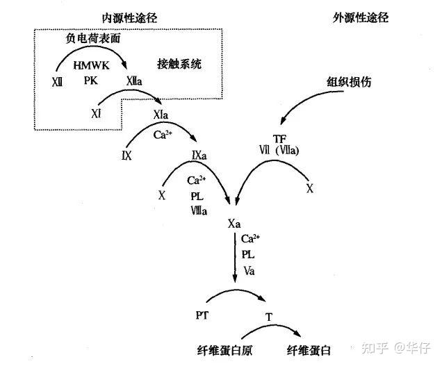 APTT凝血瀑布简易图图片