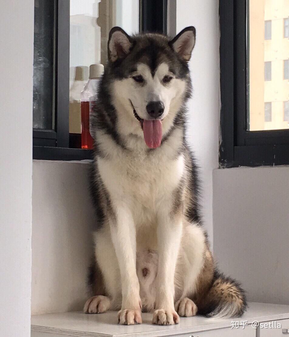 我们养狗,狗狗真的是开心的吗? - 知乎