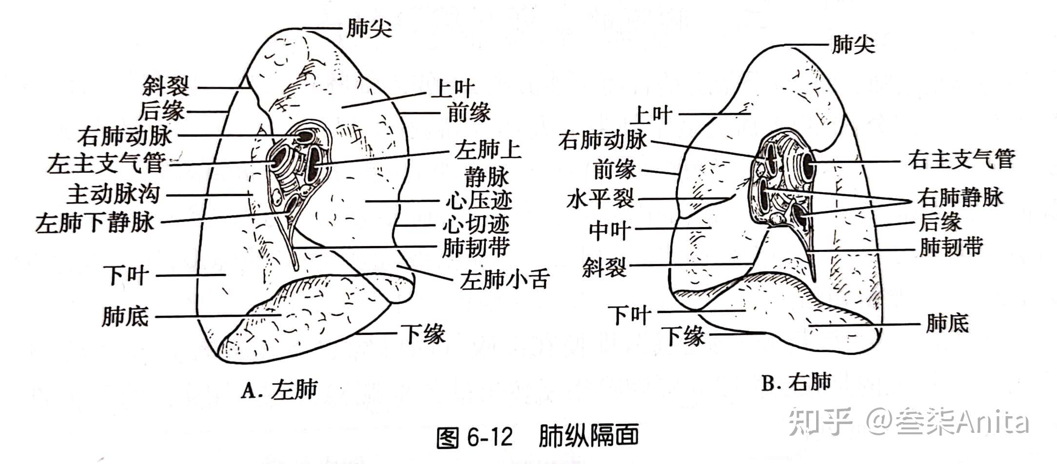 护理解剖知识点