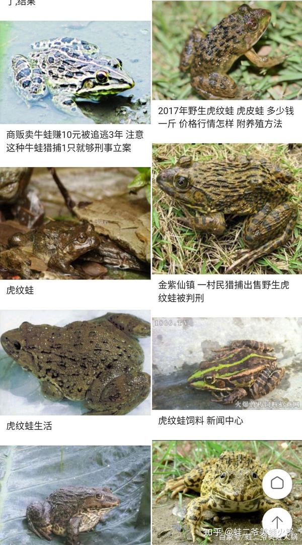 美蛙是美蛙,虎纹蛙是田鸡,同宗不同体 - 知乎