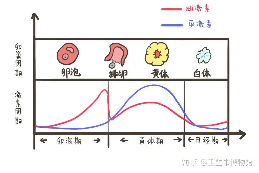 女生黄体期 zhuanlan.zhihu.com