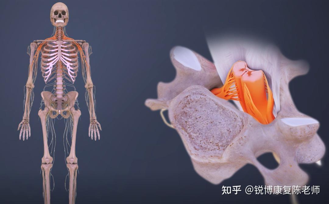 【手部麻木】胸廓出口综合征康复治疗策略 - 知乎