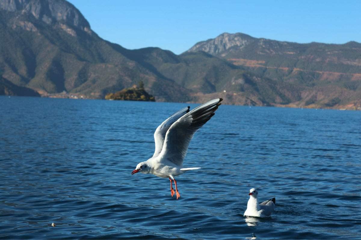 海阔凭鱼跃壁纸图片