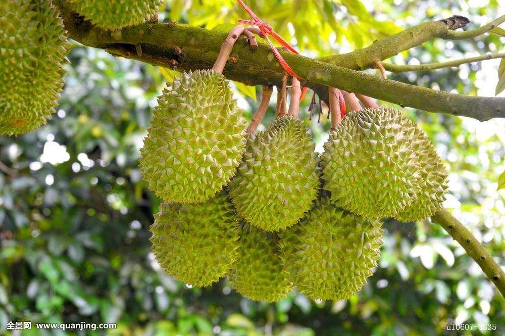 瓶子树中国哪里可以种 v2-e92baf5028988b4111d397da4915f7de_1440w.jpg?source=172ae18b