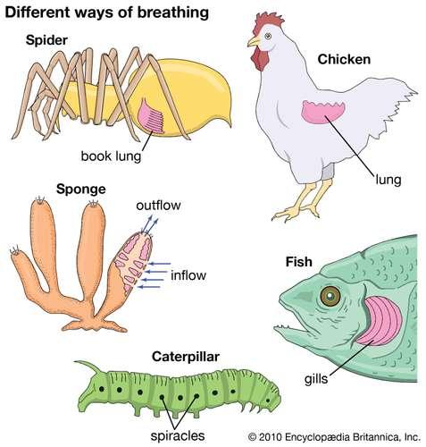 图说呼吸系统 Respiratory System 无脊椎动物 知乎