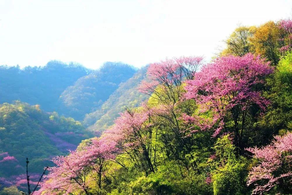 距西安1小时,秦岭山中这片花海,惊艳了这个季节!