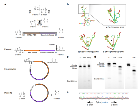 【耀文解读】环状mrna篇｜环状rna（circrna）的设计：如何提高成环率和蛋白翻译效率？ 知乎 8993