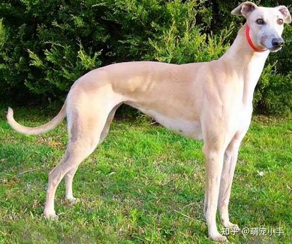 为何少人养“山东细犬”?狩猎能力强,也逃不过这7点 - 知乎