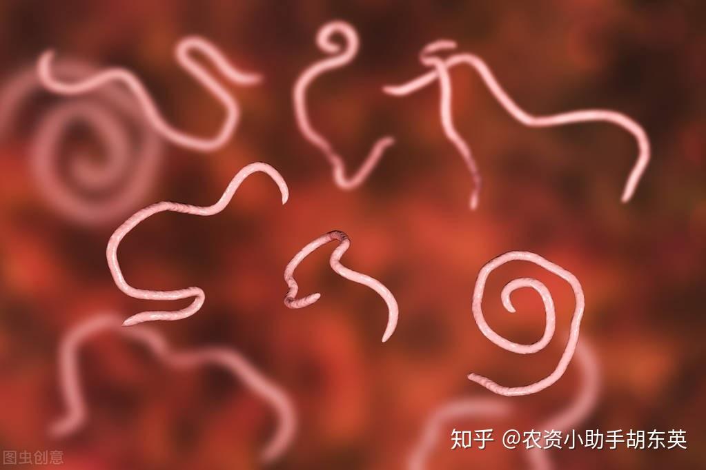 2,根结线虫迭代次数多,存活时间长根结线虫的完整生活史包括卵-幼虫