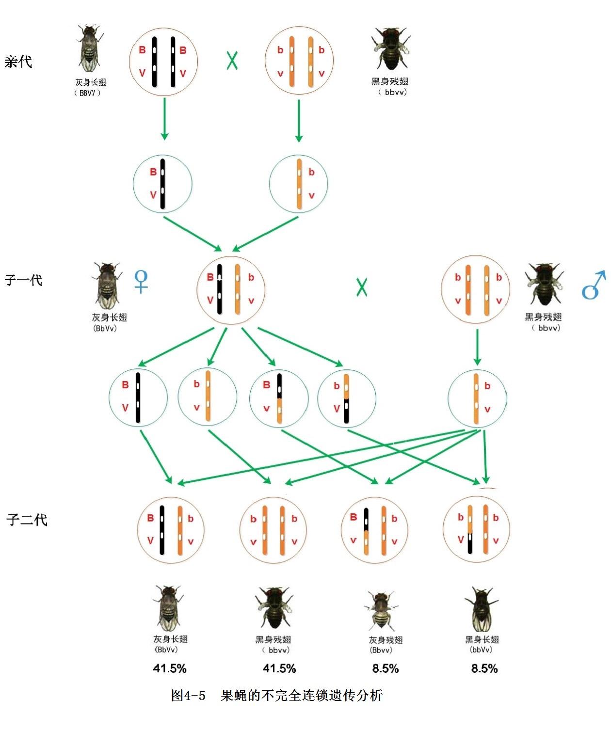 果蝇杂交遗传图解图片