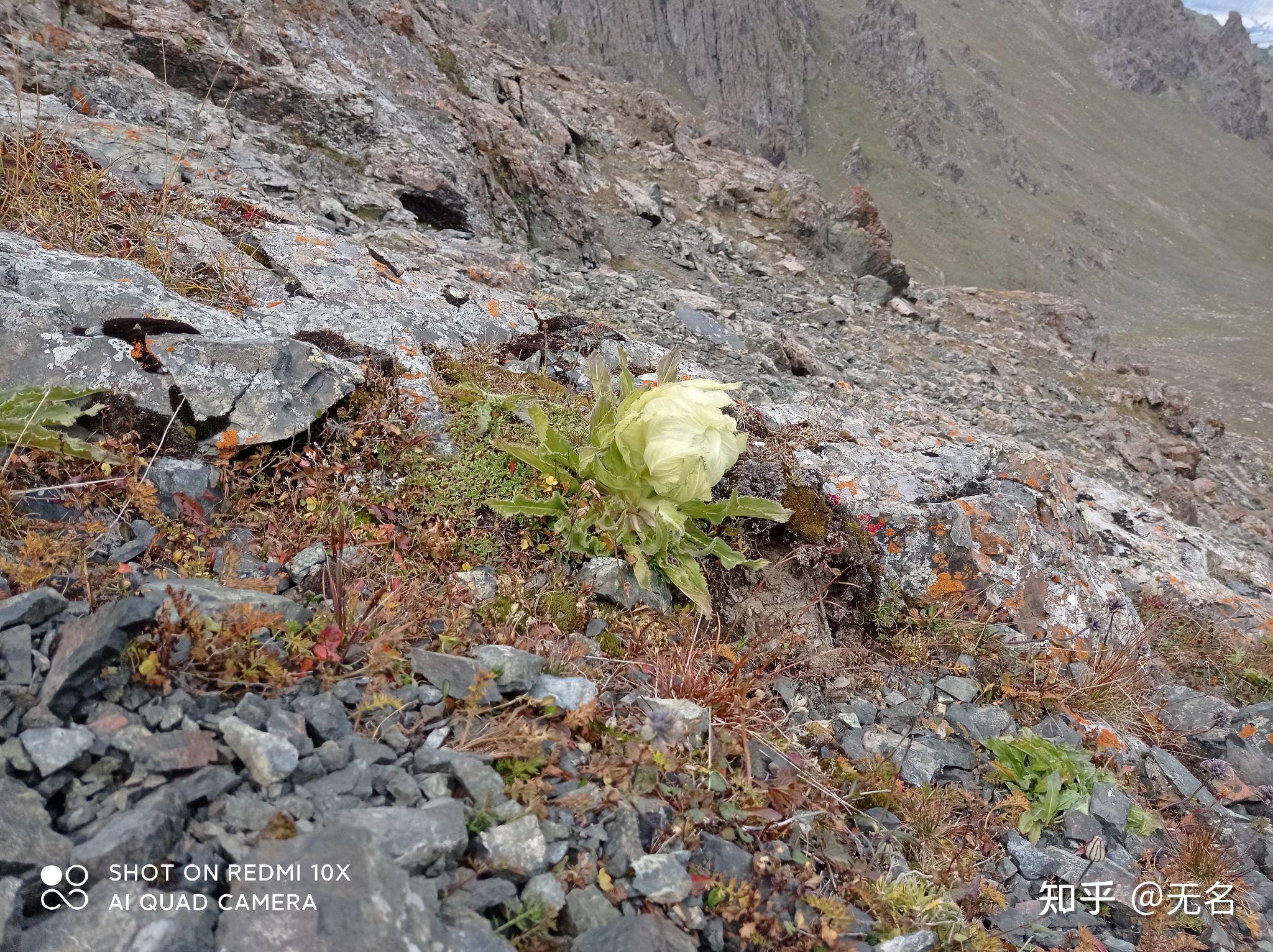野生雪莲石莲与人工雪莲异同