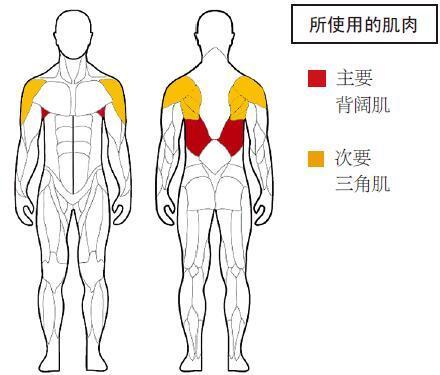 怎么练宽你的背阔肌？ - 知乎
