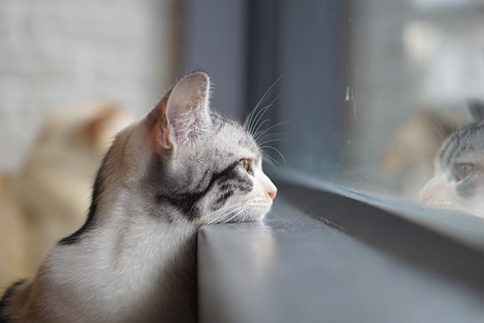 猫咪总是望向窗外它是想出去遛弯么