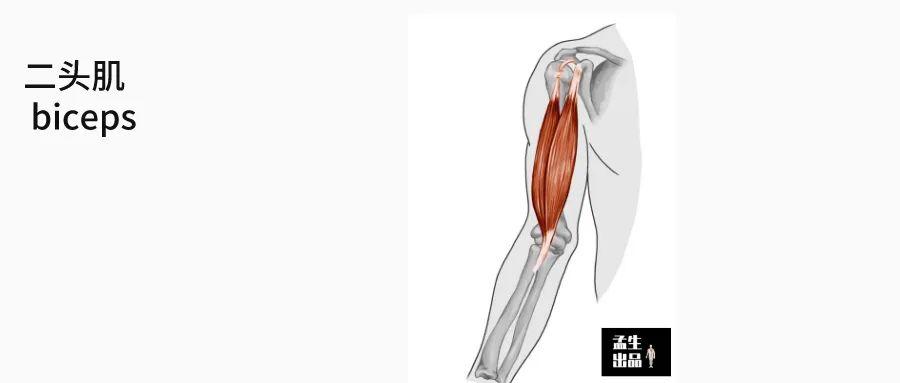 更為純粹的屈肘肌實際上是肱肌而不是肱二頭肌,沒想到吧