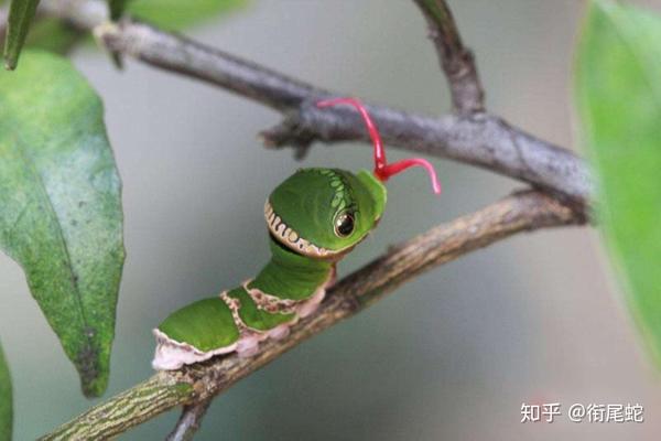 有哪些拟态很厉害的生物 拟态生物实例 爱在网