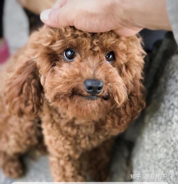 但是对于泰迪贵宾来说 它的嘴巴不宜过长 嘴短,小巧的为佳,看起来更