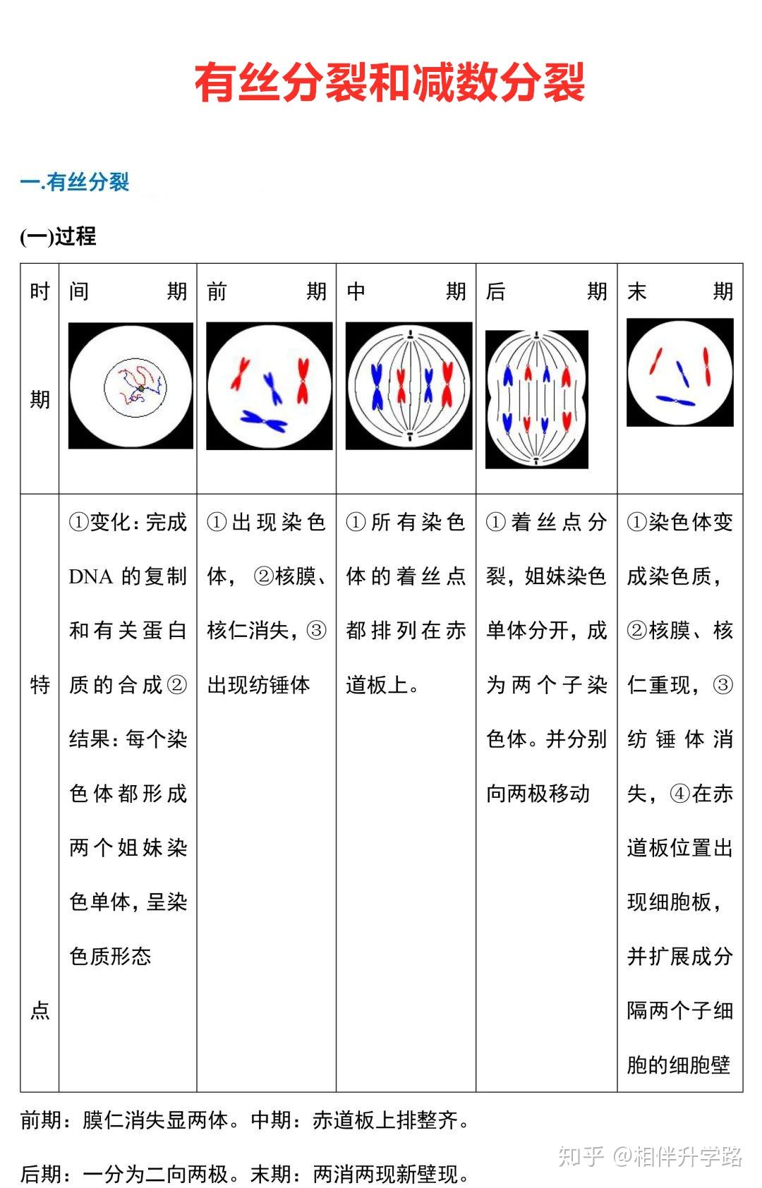 高中生物——有丝分裂及减数分裂详尽分析，转给需要的同学 知乎