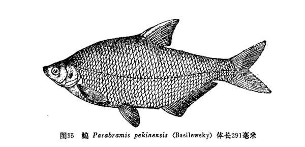 中国原生鱼 北京的鱼类 知乎