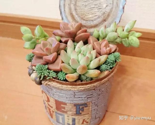 阳台种什么植物不招虫子 v2-e9753d19b968952a231612333de97c1d_r.jpg