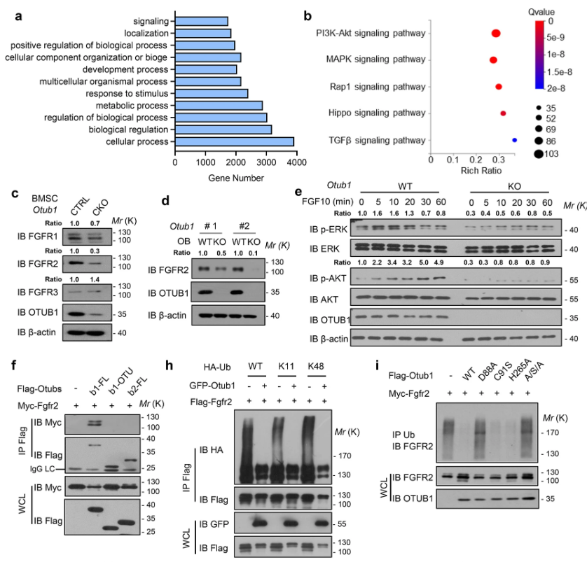otub1-fgfr2